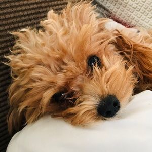 Meet your Posher, Mark